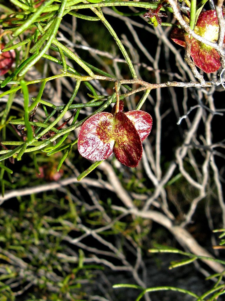 Sapindaceae (hero image)