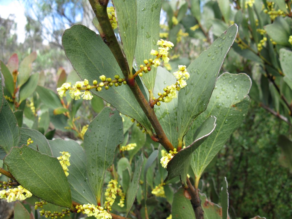 Acacia phlebophylla (hero image)