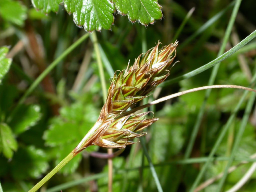 Carex (hero image)