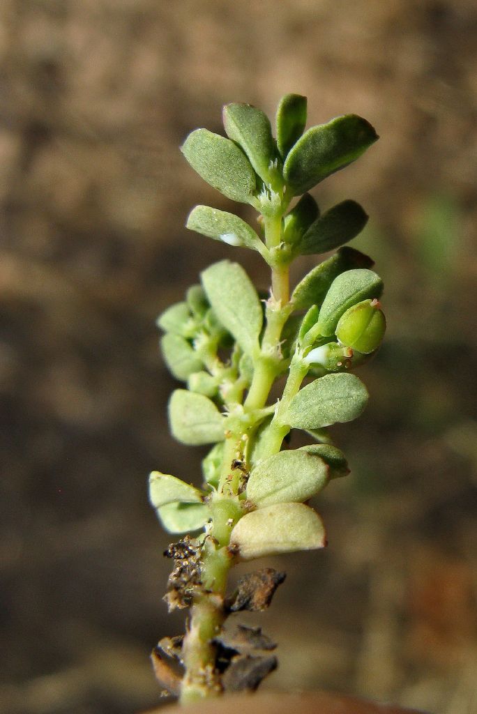 Euphorbiaceae (hero image)