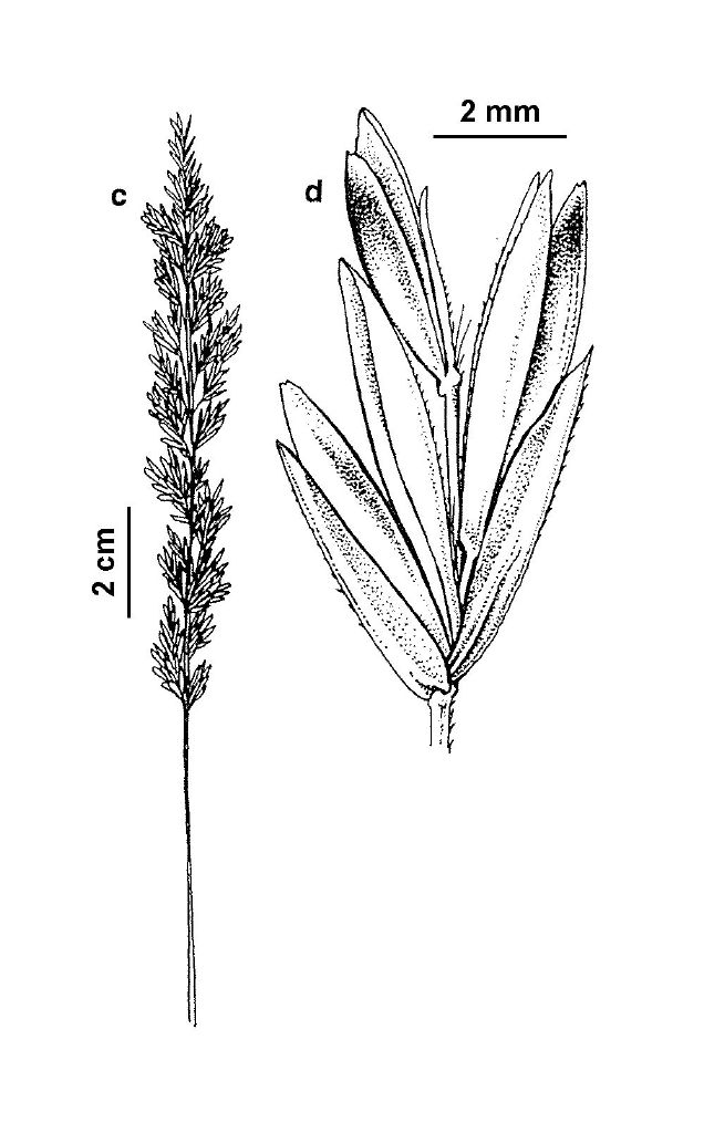 Koeleria macrantha (hero image)