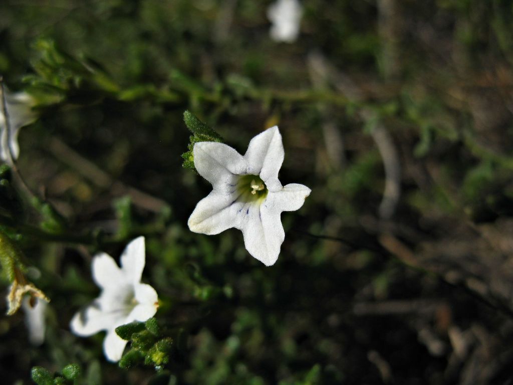 Cyphanthera myosotidea (hero image)