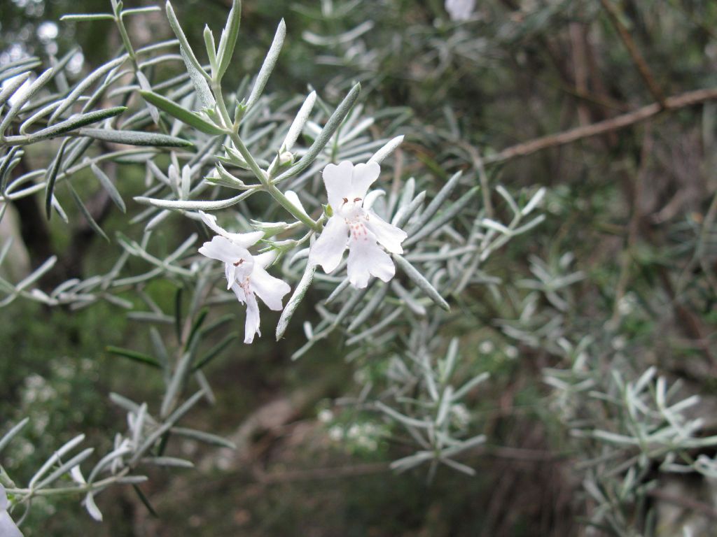 Westringia cremnophila (hero image)