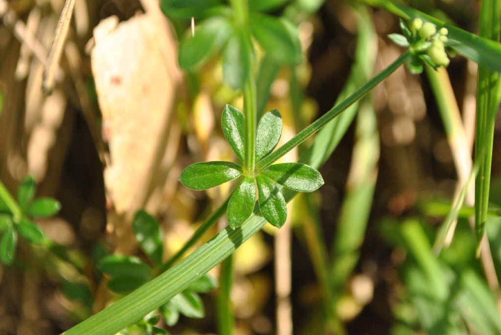 Asperula euryphylla (hero image)