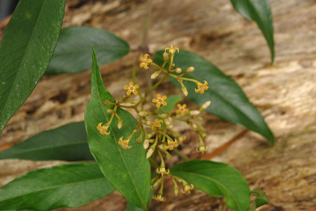 Parsonsia brownii (hero image)