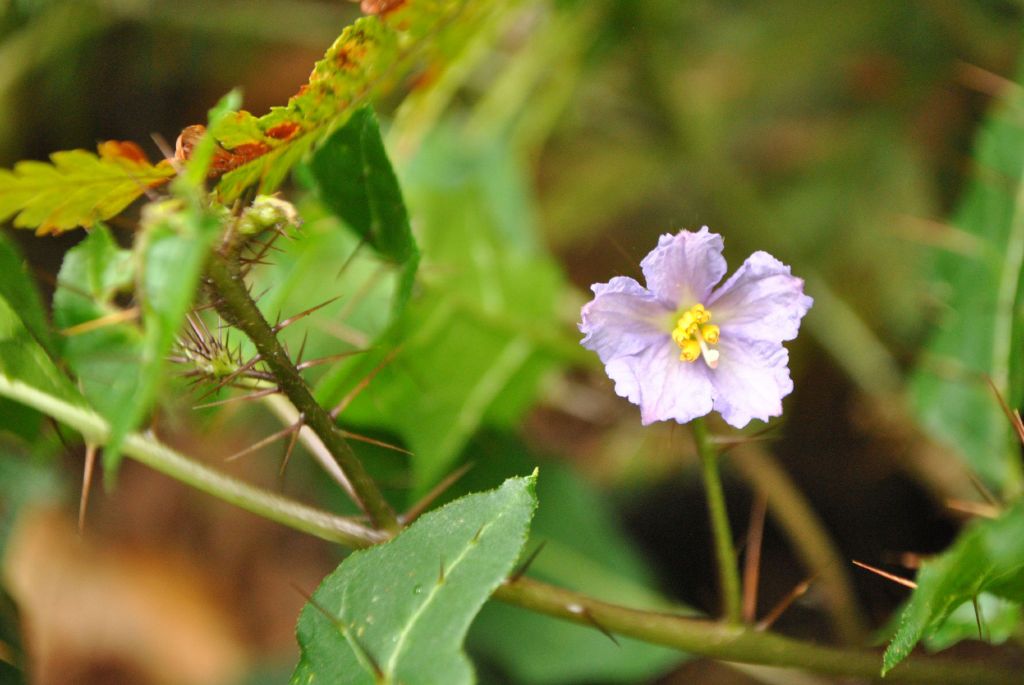 Solanum prinophyllum (hero image)