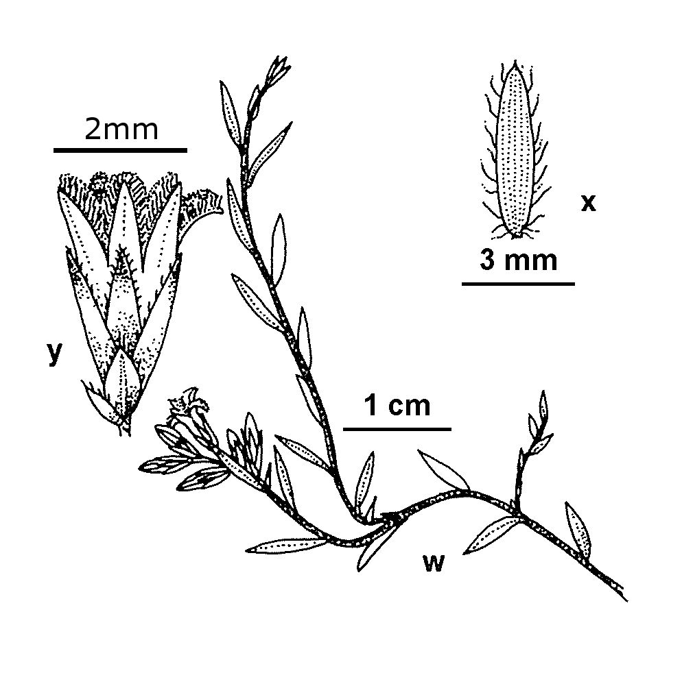 VicFlora: Leucopogon pilifer