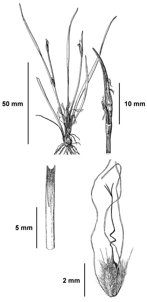 VicFlora: Trianoptiles solitaria