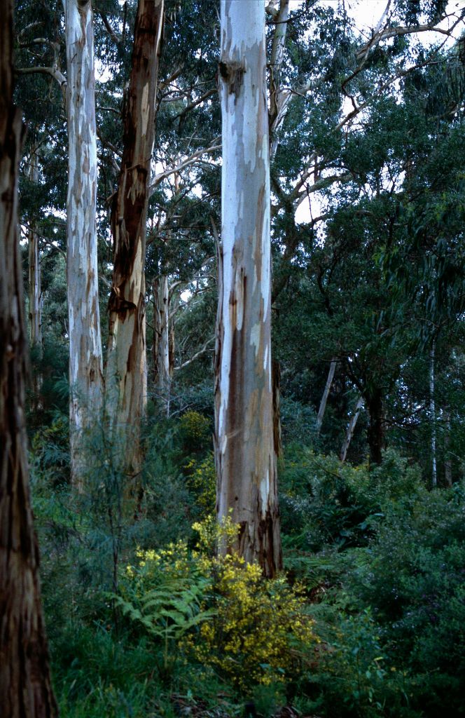 Eucalyptus cypellocarpa (hero image)