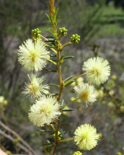 Flora of Victoria