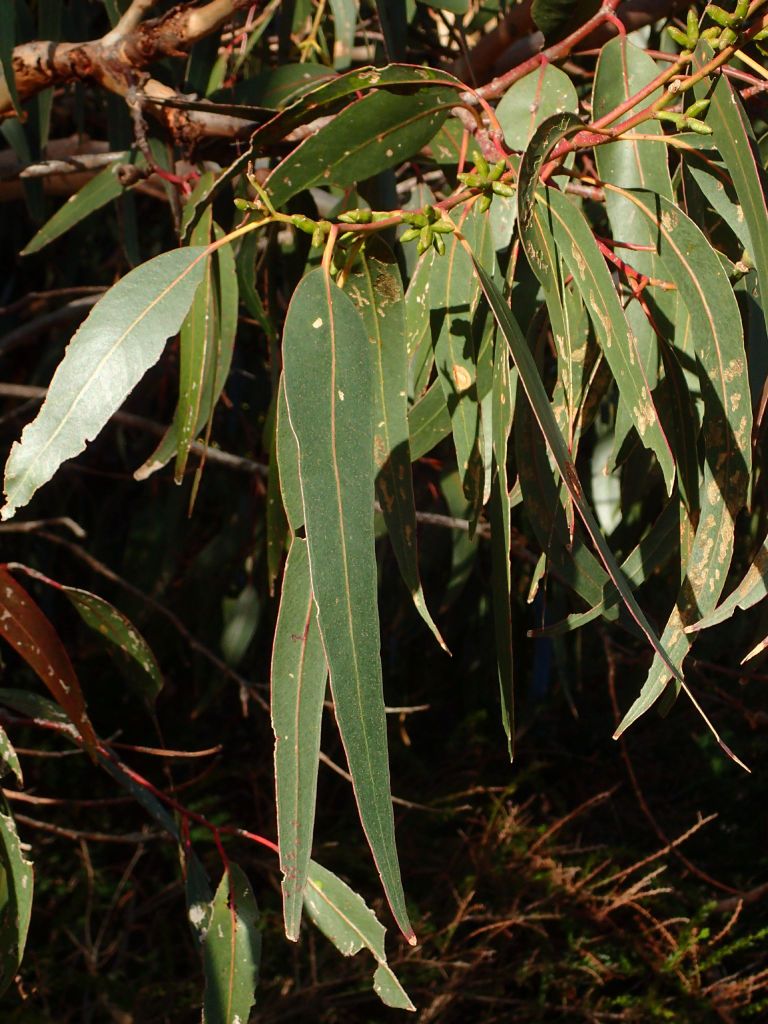 Eucalyptus litoralis (hero image)