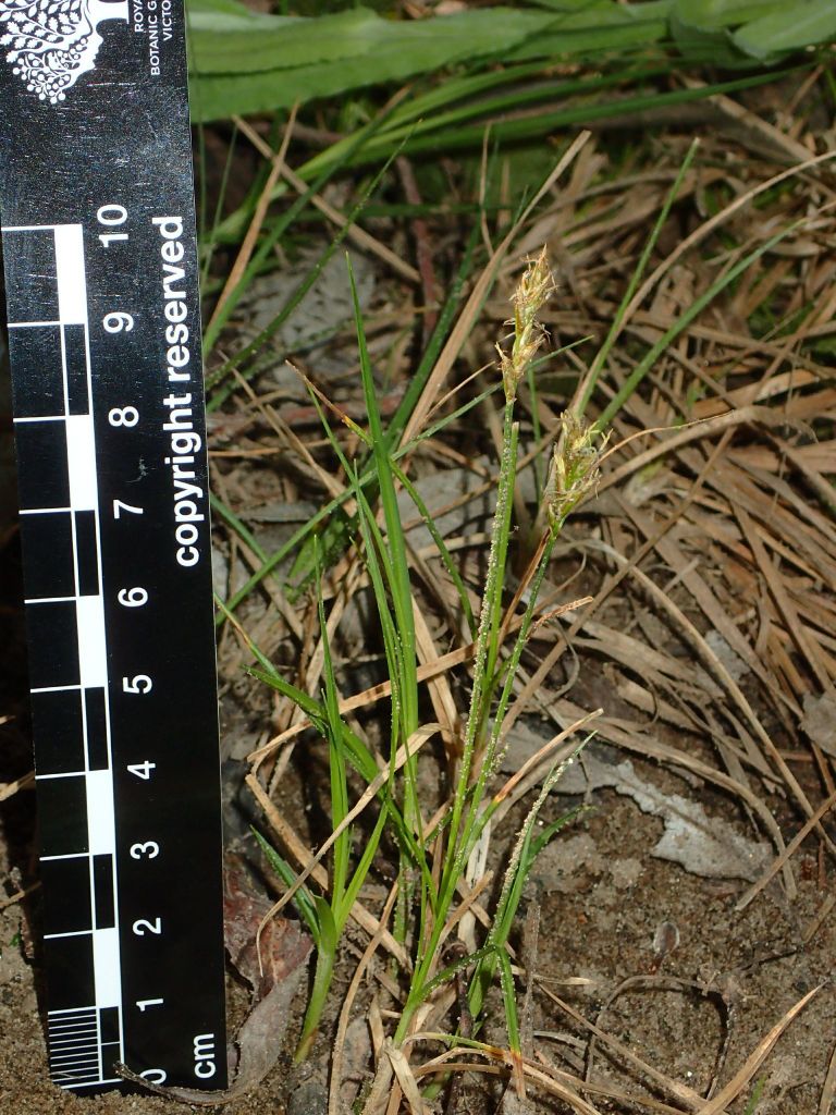 Carex chlorantha (hero image)