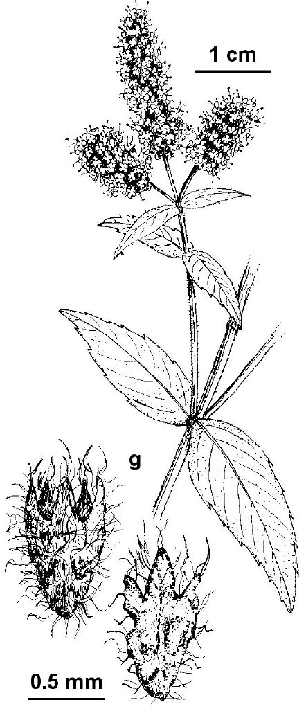Mentha longifolia (hero image)