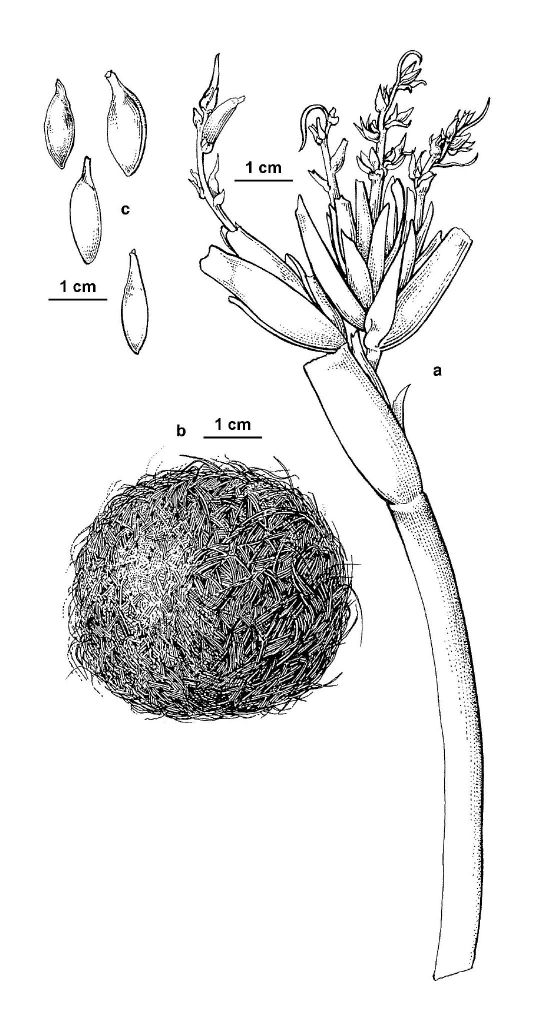 Posidonia australis (hero image)