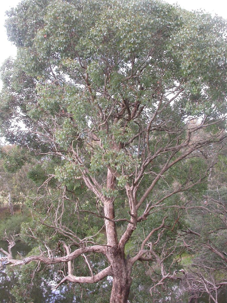 Eucalyptus baueriana (hero image)