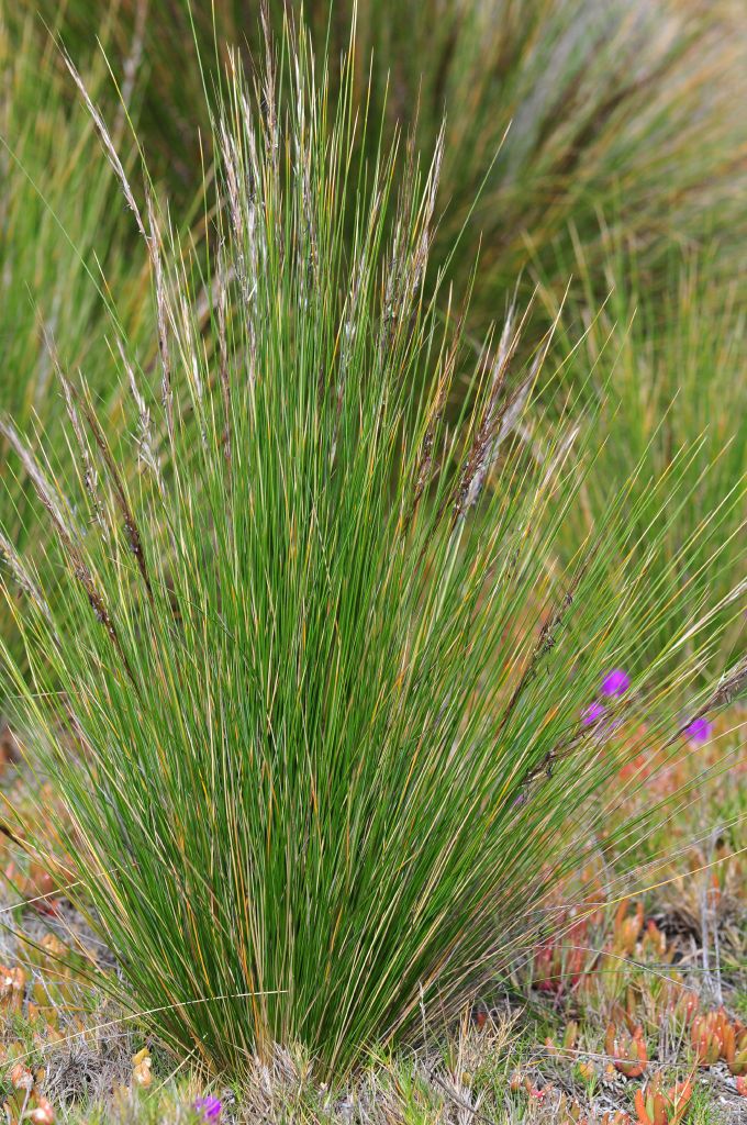 VicFlora: Austrostipa stipoides