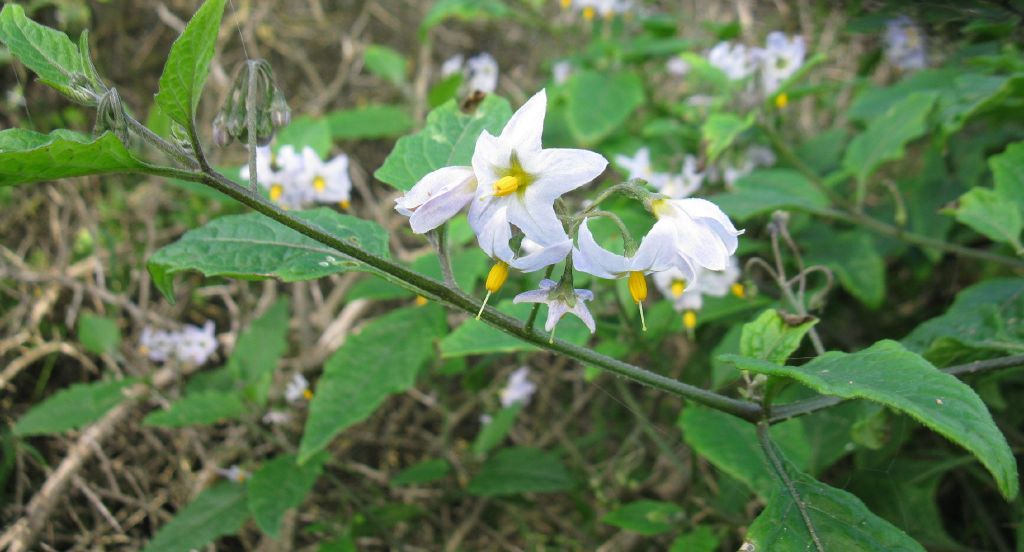Solanum furcatum (hero image)