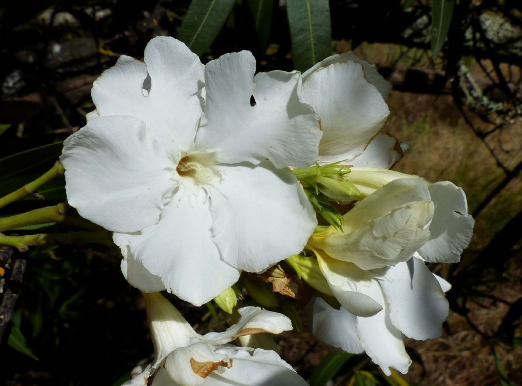 Nerium oleander (hero image)