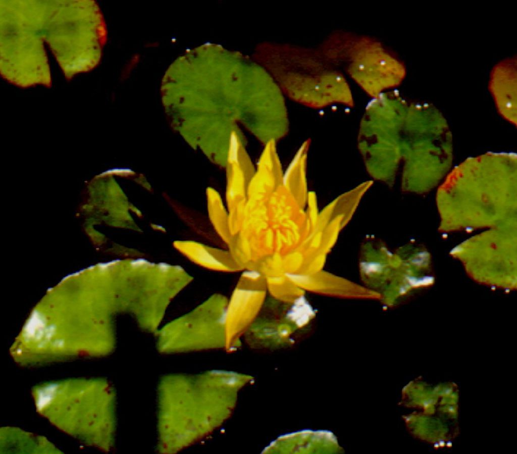 Nymphaeaceae (hero image)