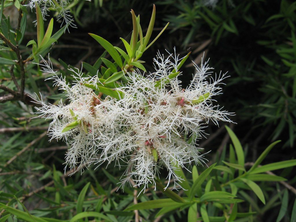 Melaleuca linariifolia (hero image)