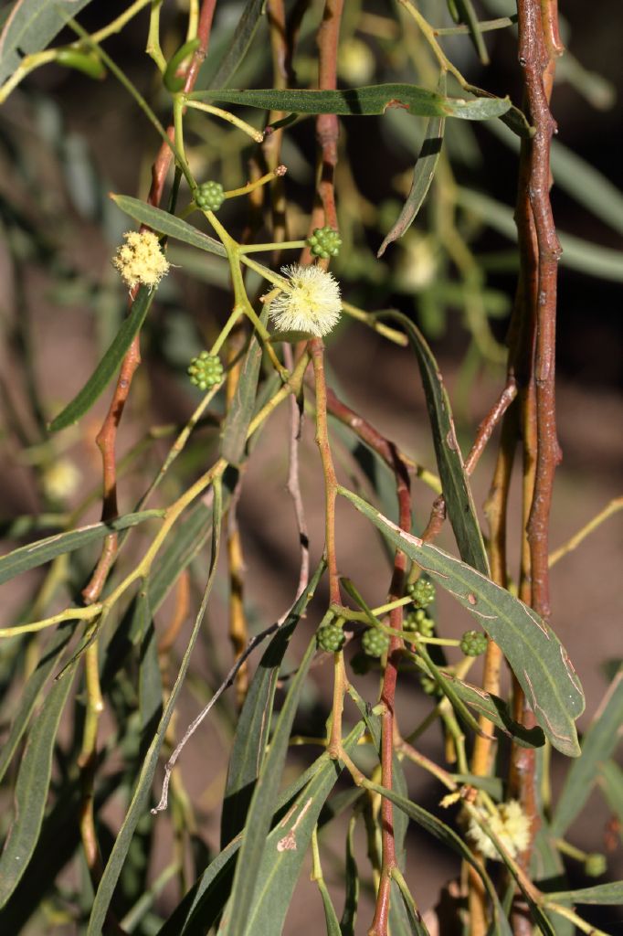 Acacia salicina (hero image)