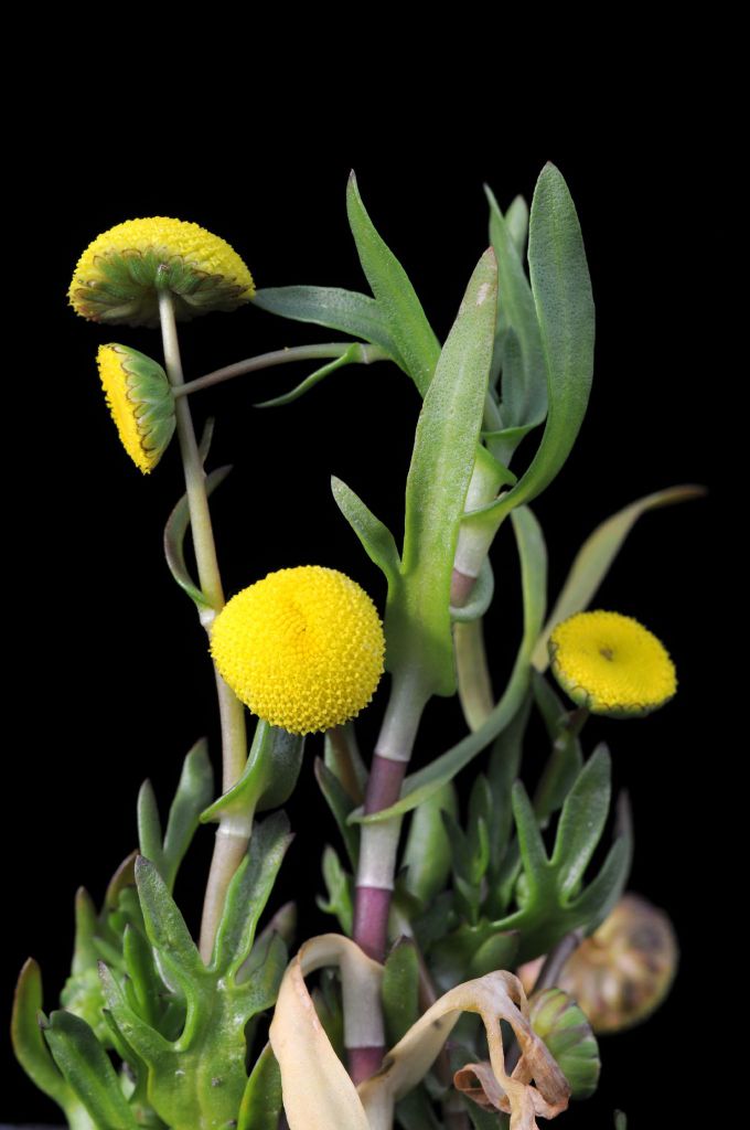 Cotula coronopifolia (hero image)