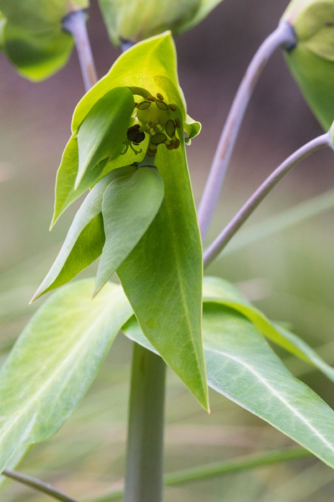 Euphorbia lathyris (hero image)