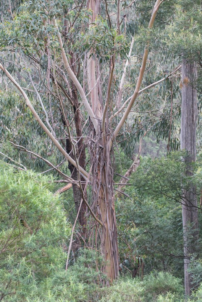 Eucalyptus smithii (hero image)