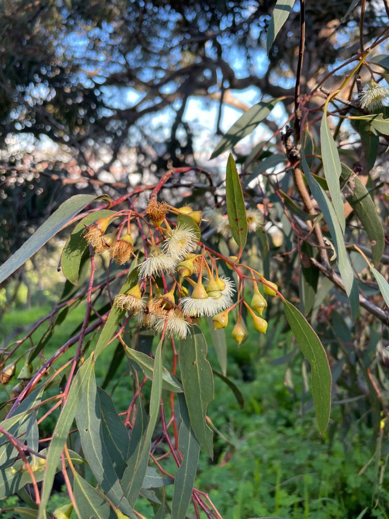 Eucalyptus leucoxylon subsp. connata (hero image)