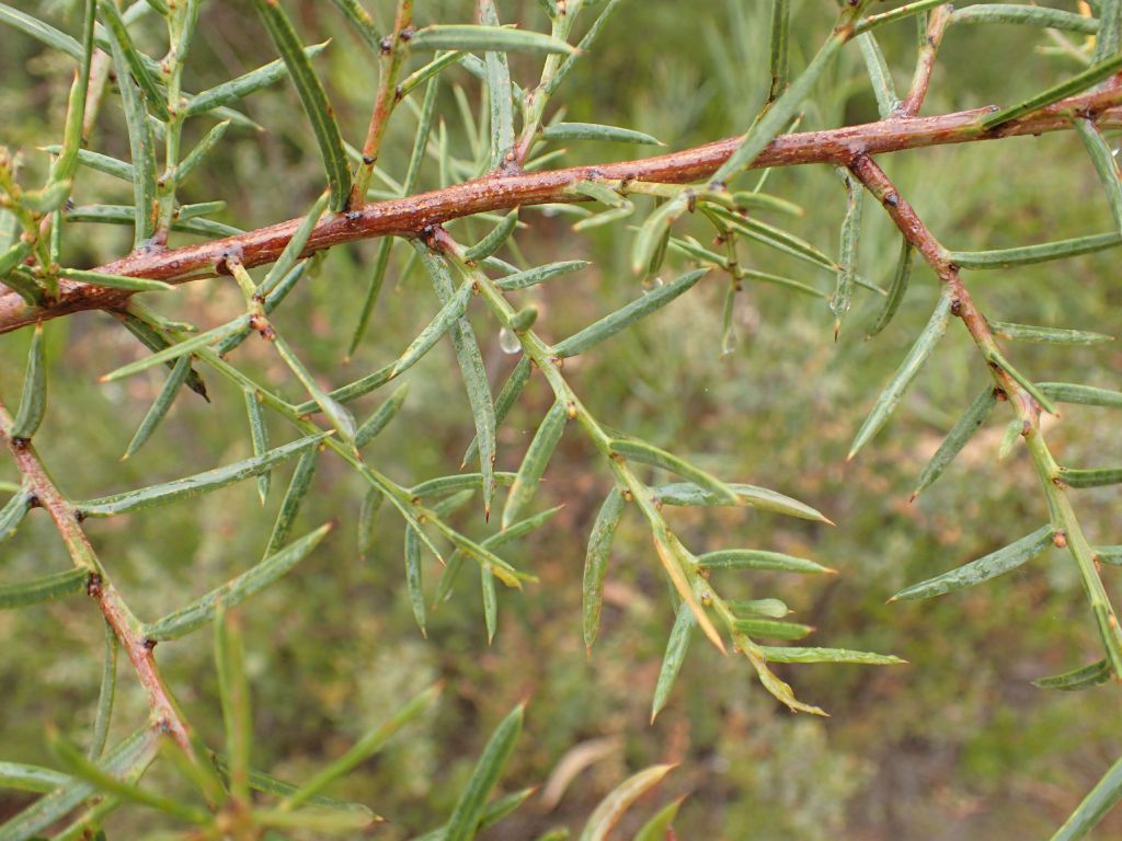 Acacia genistifolia subsp. platyphylla (hero image)