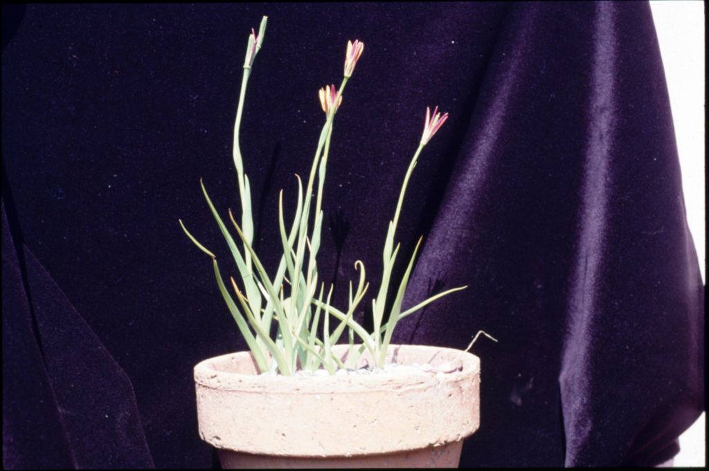 Baeometra uniflora (hero image)