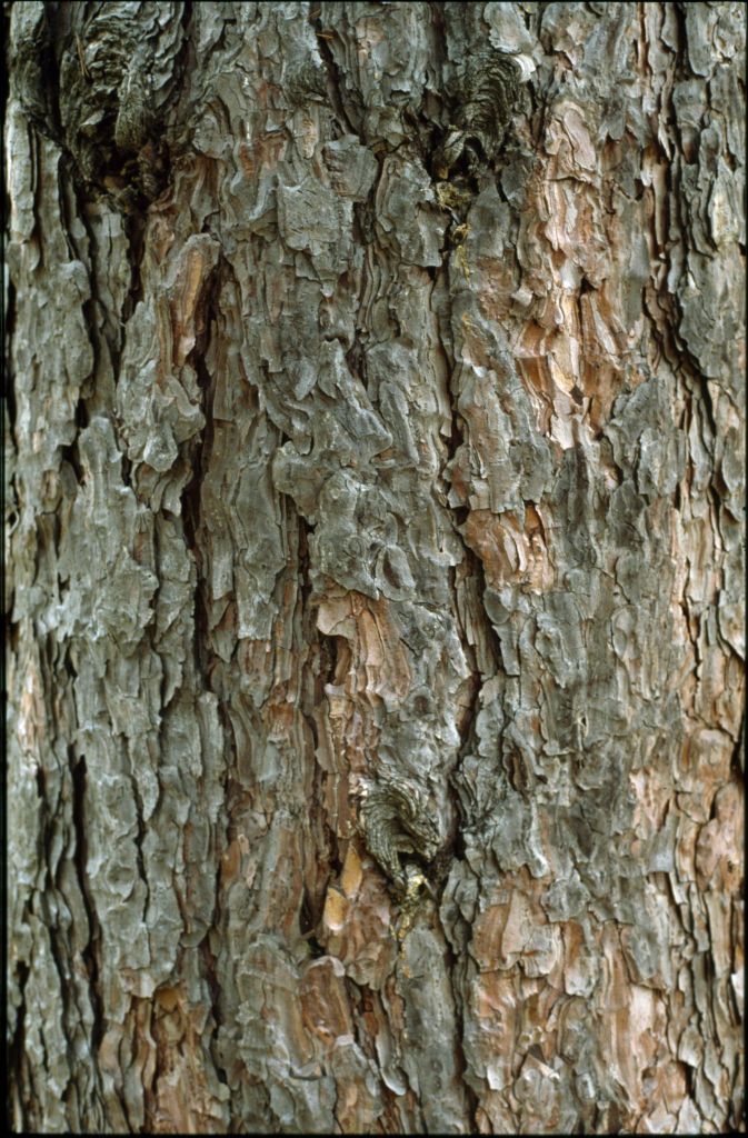 Pinus nigra (hero image)