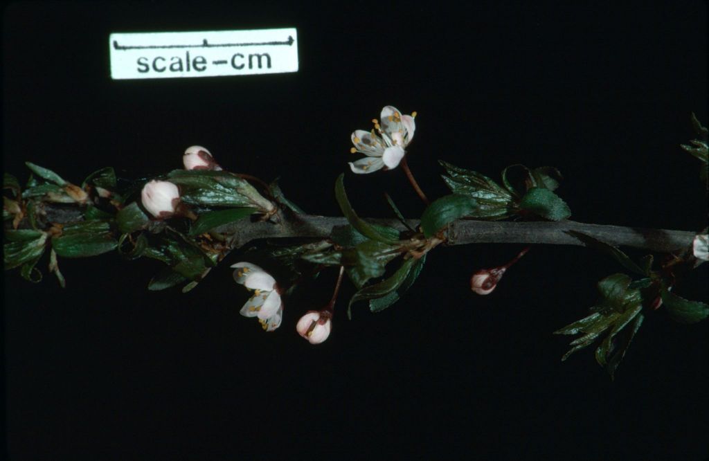 Prunus spinosa (hero image)