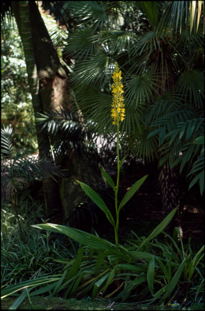 Haemodoraceae (hero image)