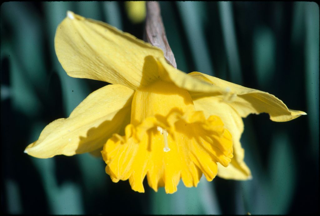 Narcissus ×incomparabilis (hero image)