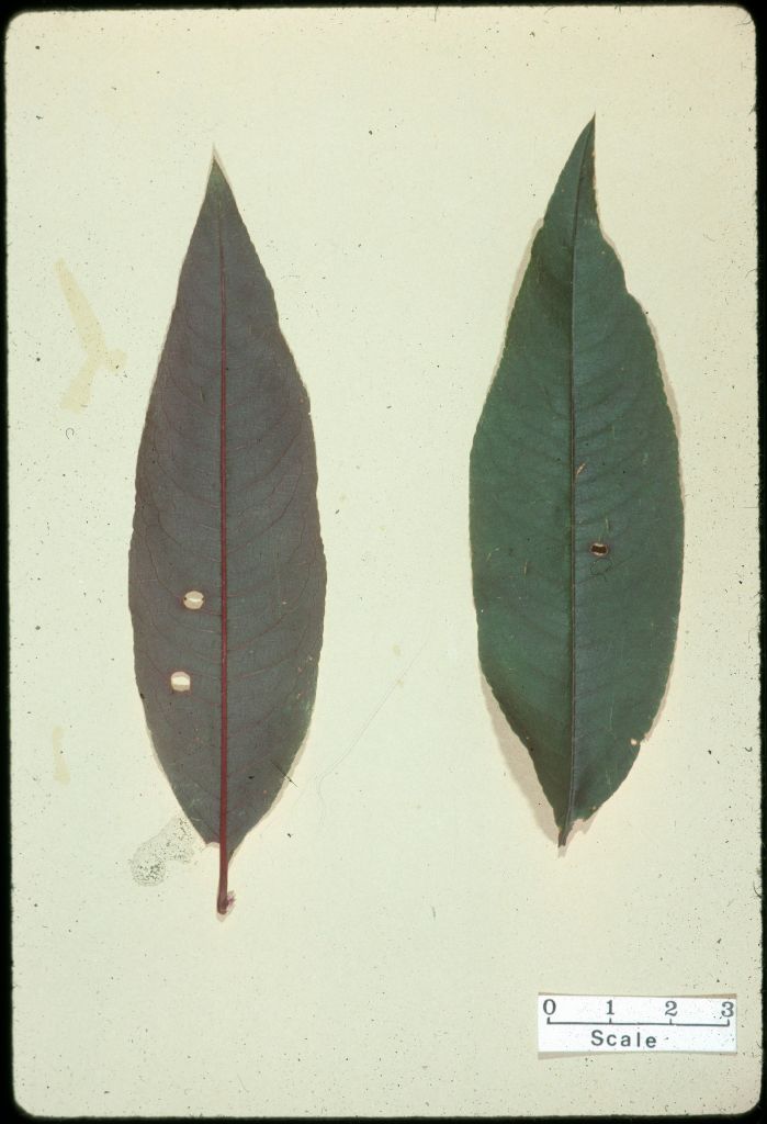 Prunus persica (hero image)