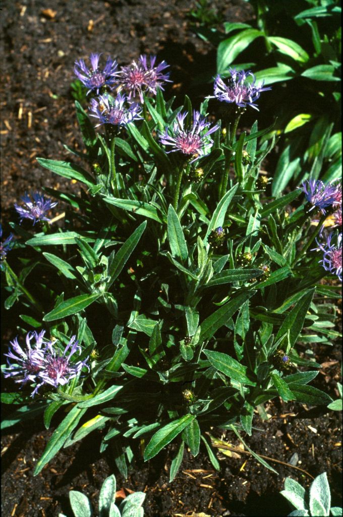 Centaurea montana (hero image)