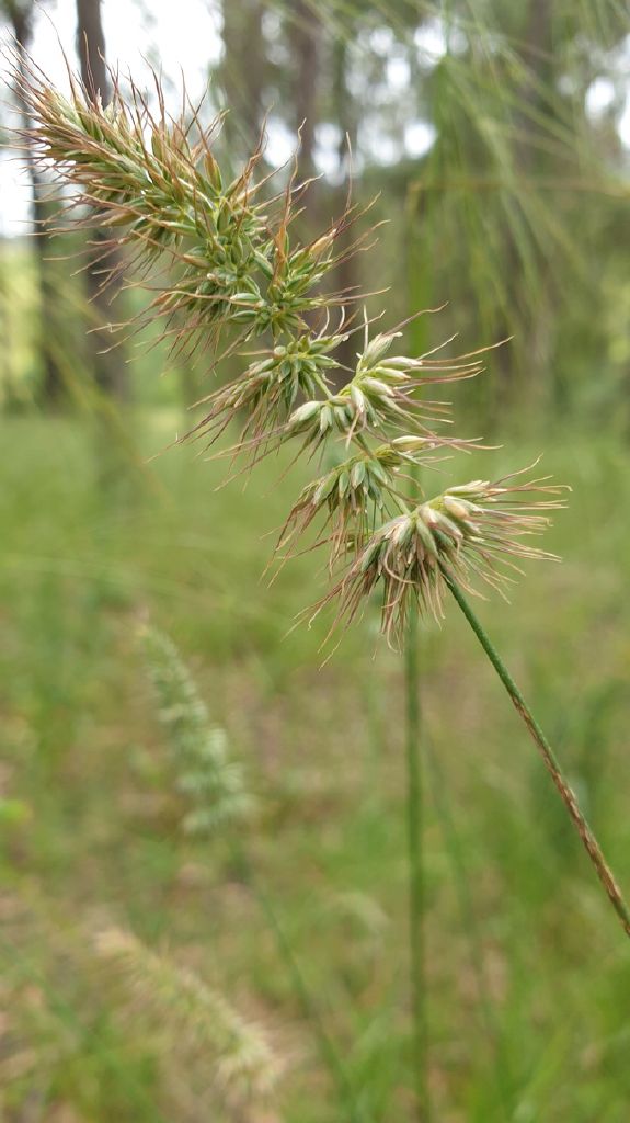 Echinopogon caespitosus (hero image)