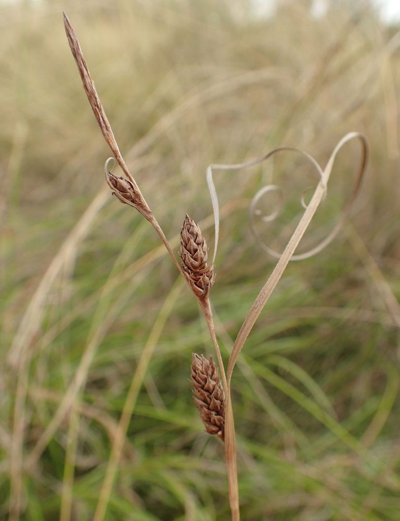 Carex tasmanica (hero image)