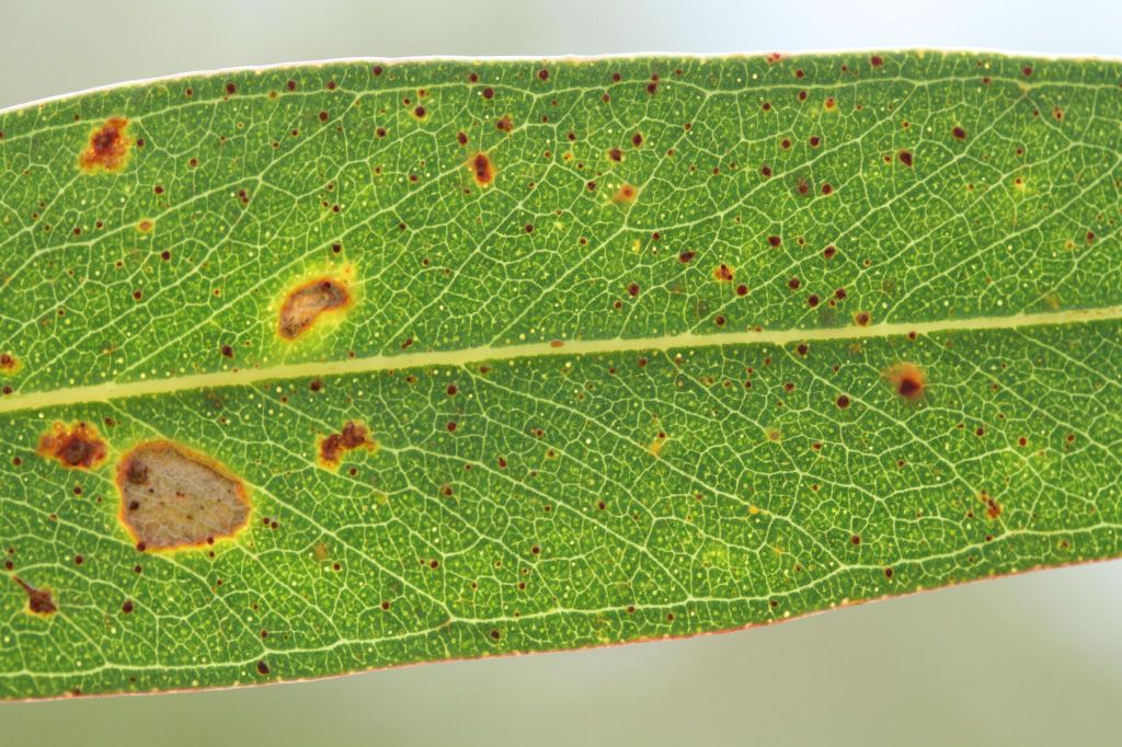 VicFlora: Eucalyptus viminalis subsp. pryoriana