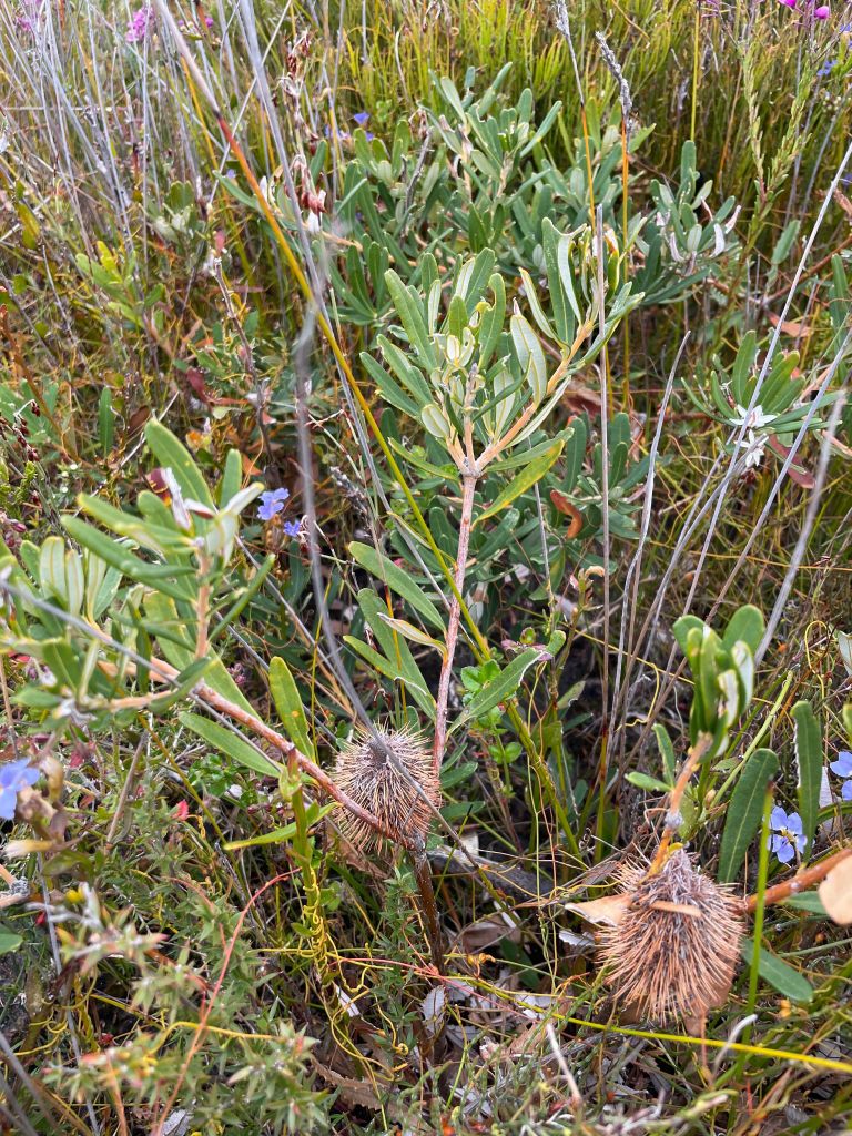 Banksia croajingolensis (hero image)