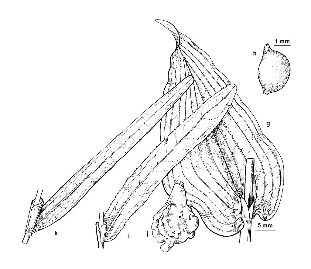 Potamogeton perfoliatus (hero image)