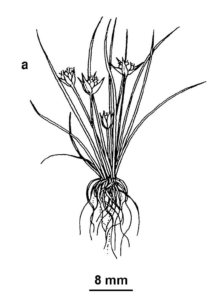 Hydatellaceae (hero image)