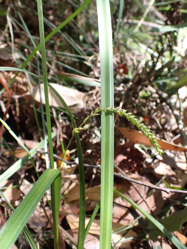 Carex alsophila (hero image)