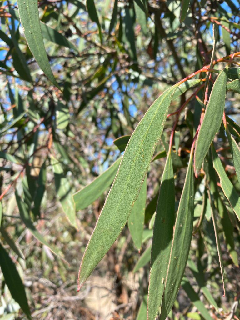 Eucalyptus froggattii (hero image)