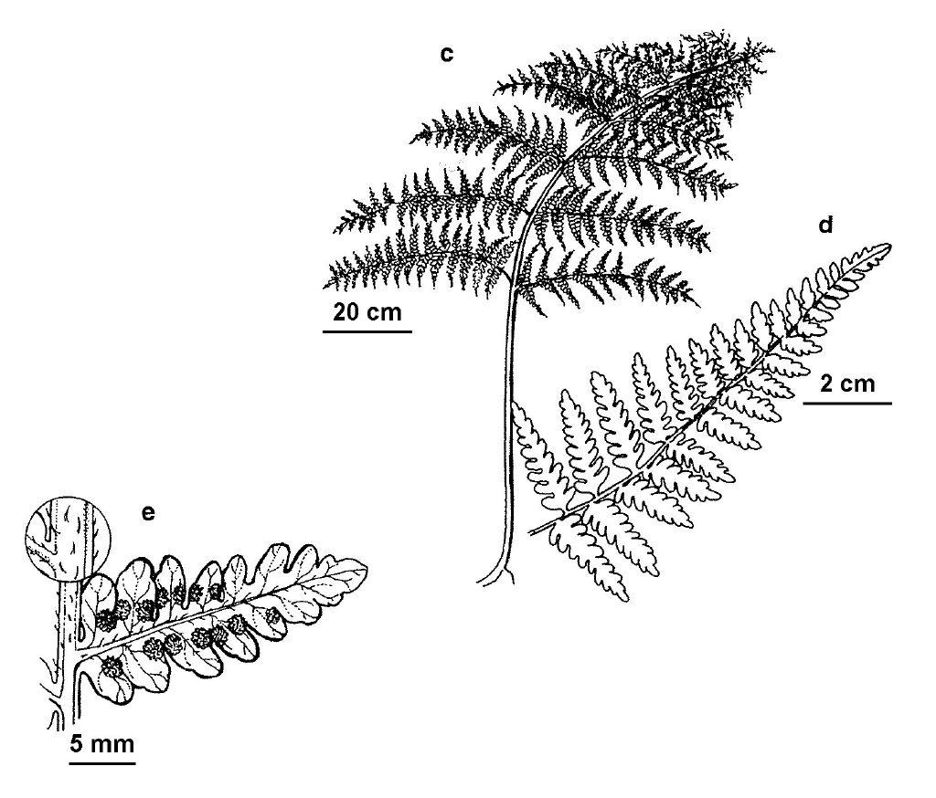 VicFlora: Hypolepis muelleri