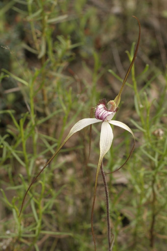 Caladenia venusta (hero image)