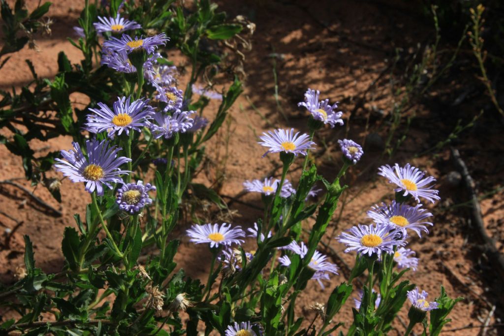 Olearia rudis (hero image)