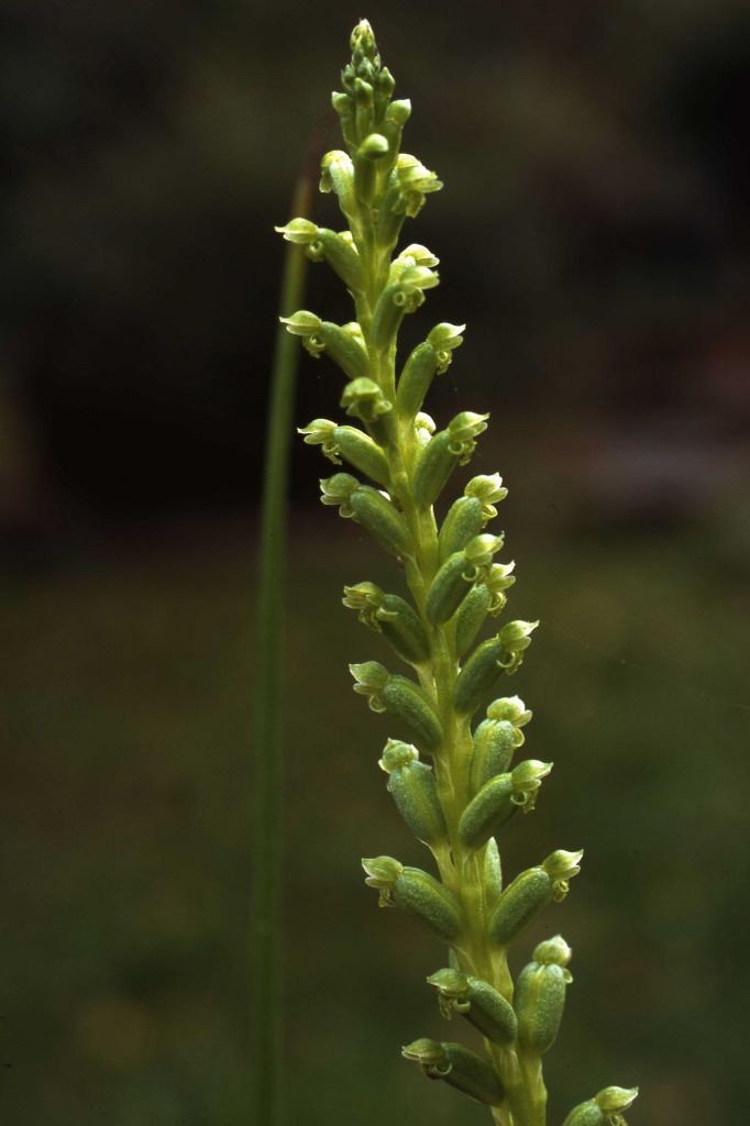 Microtis parviflora (hero image)