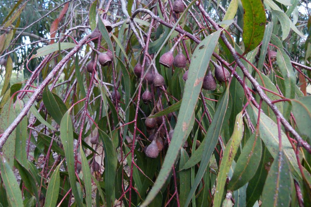 Eucalyptus leucoxylon subsp. megalocarpa (hero image)